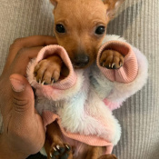 Cookie, a Red Chihuahua Mix Dog