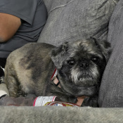 Unknown3, a Black, White, Grey, Brown Mixed Dog