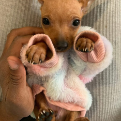 {petName}, a Red Chihuahua Mix Dog