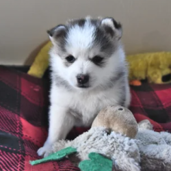 {petName}, a Light-grey Pomsky (Pomeranian + Husky) Dog